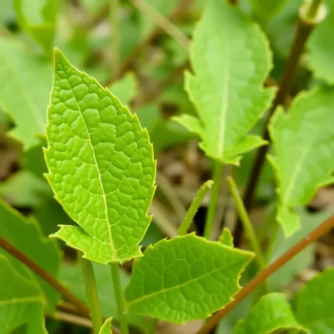 czym myć płytki podłogowe żeby nie było smug